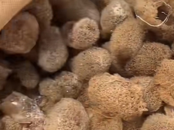 赢多多的人工滋生手艺