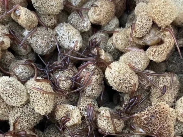 赢多多养殖手艺履历和技巧浅谈