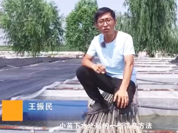 赢多多小苗下水后的注重和操作