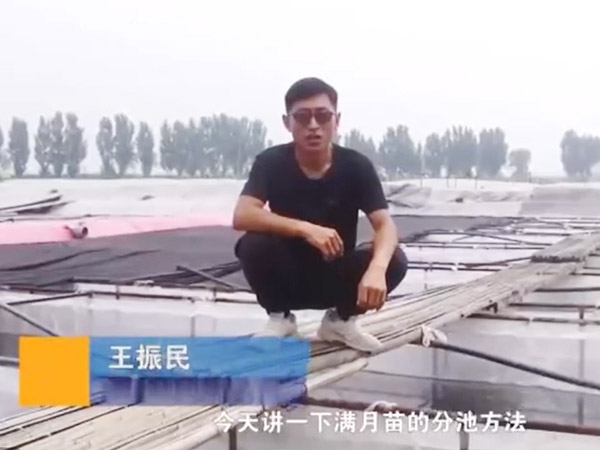 赢多多满月苗的分池要领