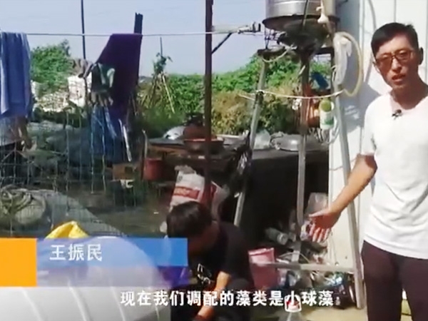 用药治理-小球藻使用