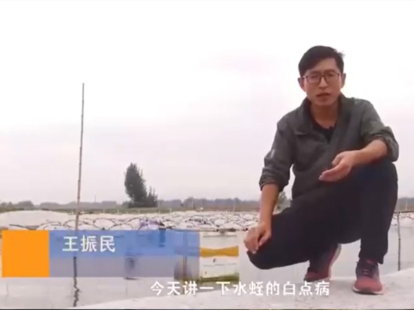 赢多多白点病爆发涯纪律及防治要领