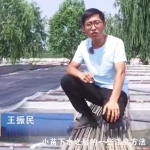 赢多多小苗下水后的注重和操作