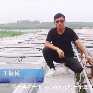 赢多多满月苗的注重事项