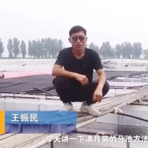 赢多多满月苗的分池要领