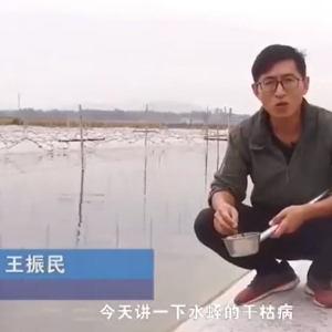 赢多多干枯病爆发涯纪律及防治要领