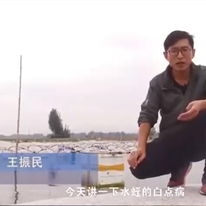 赢多多白点病爆发涯纪律及防治要领